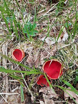 Banner Schwammerlexkursion am Schellenberg