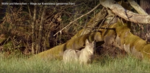 Logo JHV Bad Birnbach - Film: Wölfe und Menschen - Wege zur Koexistenz