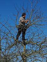 Logo Sommerschnittkurs an Obstbäumen