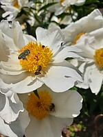 Logo Bund Naturschutz Kreisgruppe Jahreshauptversammlung